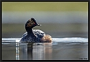 Geoorde fuut, Black-necked Grebe, Podiceps nigricollis Location: Twente, the Netherlands geoorde fuut D2 1536 kopie